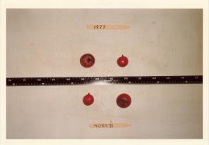 Click for 2 image(s) for this accession. FRUIT